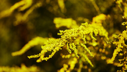Close-up of delicate yellow goldenrod branches in full bloom