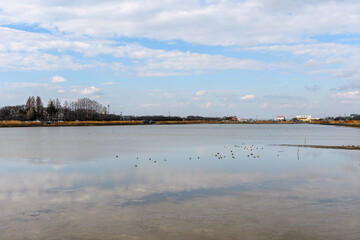 冬の池に生息する水鳥