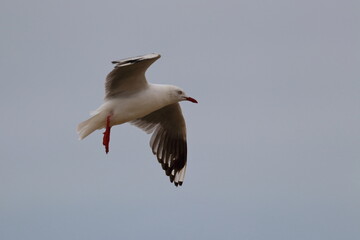 Obraz premium silver gull