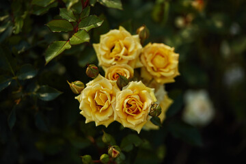 Yellow roses in bloom with green leaves and buds in a shaded garden setting