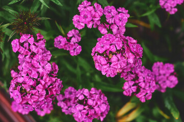 Vibrant pink flowers bloom in a garden during late spring, showcasing their rich colors and delicate petals