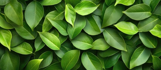 Obraz premium Vibrant green leaves densely arranged create a seamless floral backdrop highlighting the rich texture and natural beauty of lush greenery.
