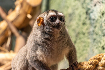 three-striped night monkey, also known as northern night monkey or northern owl monkeyin Zagreb zoo