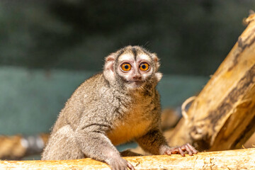 three-striped night monkey, also known as northern night monkey or northern owl monkeyin Zagreb zoo
