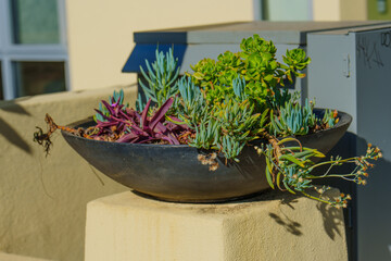 Colorful Succulents in Bowl on Outdoor Surface