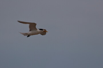 crested tern