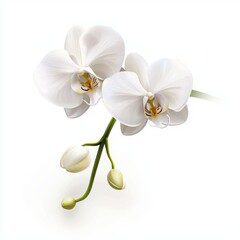 Orchid in full bloom with elegant white petals, placed on a bright white background