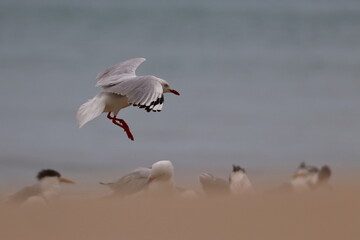 silver gull