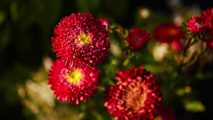 Red aster flowers with detailed petals and a soft green background