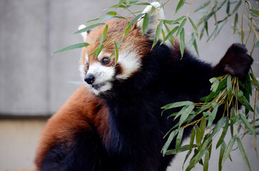レッサーパンダ