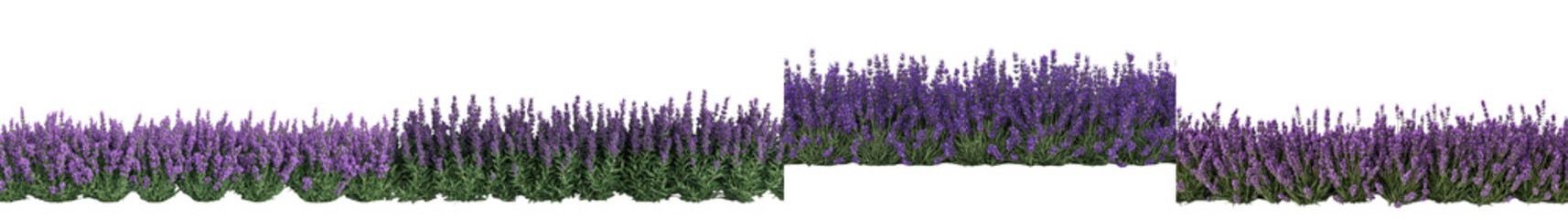 Obraz premium Stunning Lavender Field Landscape in Bloom on a Sunny Summer Day