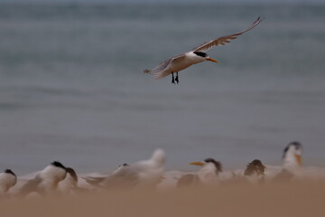 crested tern