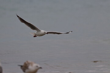 silver gull