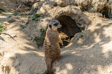 The Meerkats Suricata suricatta , Merkat, Suricato or Surikata at the zoo Maksimir in the city of Zagreb, Croatia.
