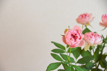 Obraz premium ピンクのばら