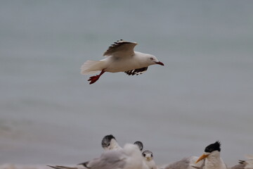 silver gull