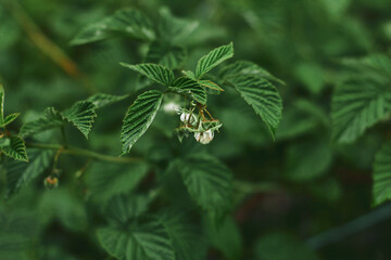 Beautiful raspberry plants blooming in a lush garden during springtime with vibrant green leaves and delicate flowers