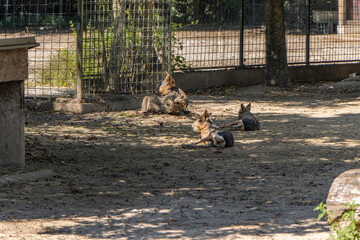 Patagonian mara Dolichotis patagonum , also known as the Patagonian cavy. Zagreb Zoo.