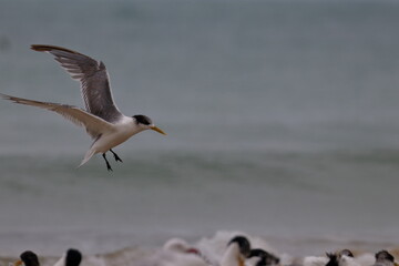 crested tern