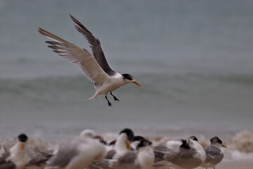 Naklejka premium crested tern