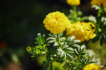Bright yellow marigold flower in bloom with lush green leaves and an unopened bud against a dark background