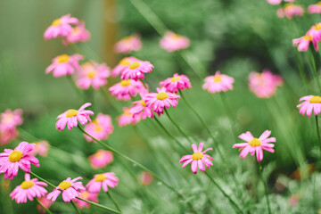 Obraz premium Colorful garden filled with blooming daisies during a sunny day in spring