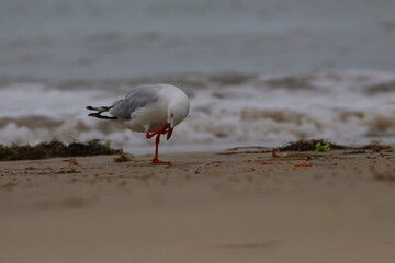 silver gull
