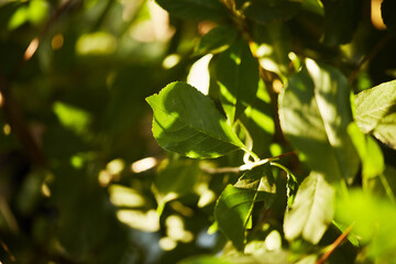 Close-up of fresh green leaves on a branch with sunlight highlighting their textures