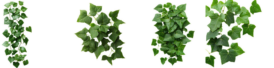 Lush Ivy Vines and Climbing Leaves as Natural Green Background