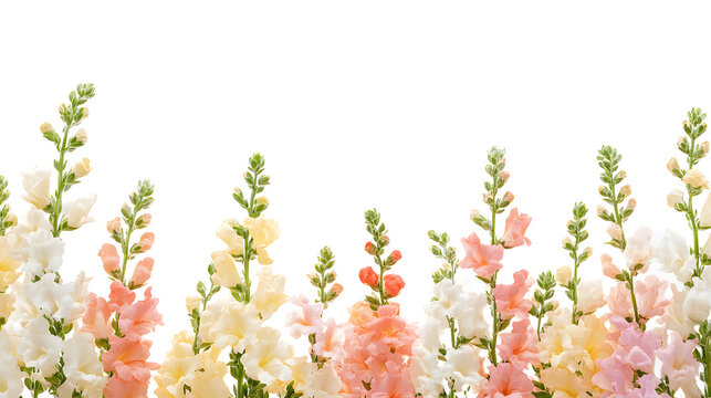 Elegant white canvas adorned with a colorful snapdragon flower border