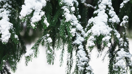 Snow-covered evergreen tree branches with vibrant green needles