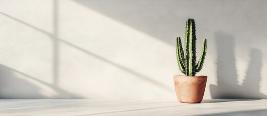 Sunlit tall cactus in a terracotta pot positioned on a light gray floor against a bright white wall casting soft shadows creating a serene ambiance