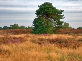 Heath landscape near Haltern Germany, Westruper Heide, in autumn, plants have already faded and the...