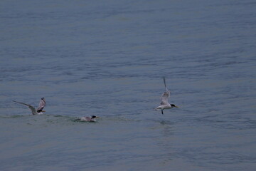 crested tern