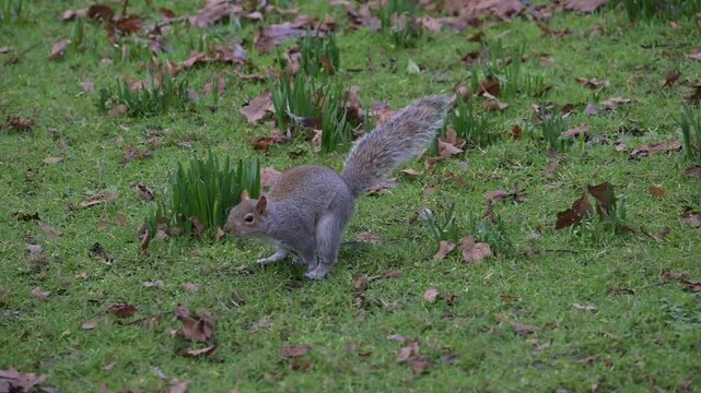 Grey Squirrel (Sciurus carolinensis) running across the grass in a London park. January, UK [Slow motion x10]
