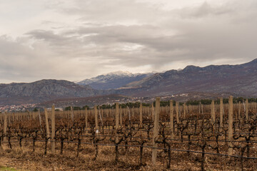 Naklejka premium grape plantations in winter.
