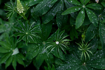 Lush green plants with raindrops highlighted in serene garden setting