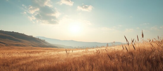 Wheat field under warm golden sunlight with a clear blue sky in the background, emphasizing the expansive beauty of nature in autumn.