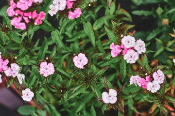 Colorful cluster of pink and white flowers blooming in a sunny garden during springtime