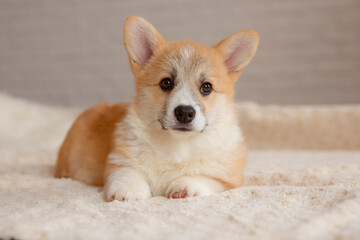 Cute Welsh Corgi puppy is lying on the couch looking at the camera