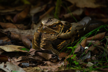 Sleepy large tailed nightjar (Caprimulgus macrurus) sleeping on a pile of dry leaves, its camouflage blends the body with dry leaves surrounding