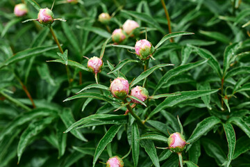 Beautiful peony buds emerging in a lush garden on a rainy day creating a serene atmosphere and showcasing nature's beauty