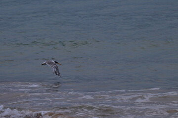 crested tern
