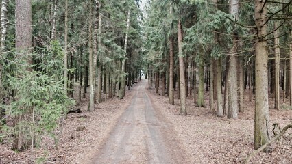 A dirt road with fallen leaves along the sides passes through a mixed forest. Spruce and birch trees grow along the road. Cloudy winter weather without snow