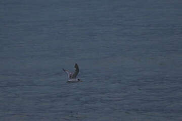 crested tern