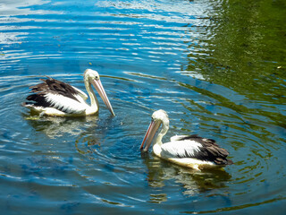 Australian pelicans swimming gracefully in turquoise waters in Cairns, Queensland. Majestic waterbirds display distinctive black and white plumage. Long pink beaks. Calm tropical waters on sunny day