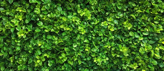 Obraz premium Lush vertical wall garden filled with vibrant green foliage creates a refreshing atmosphere with dense, healthy plant life in a vibrant hue.