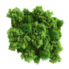Obraz premium 3D Abstract Green Moss – Nature-Inspired Moss Texture Isolated on Transparent Background