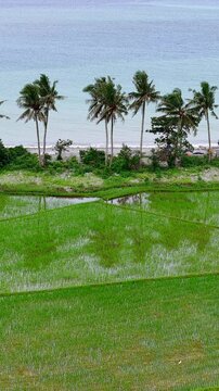 4K aerial video left to right pan of vibrant green rice fields meeting the turquoise ocean in Mindanao, Philippines. Palm trees dot the landscape, creating a serene and tropical scene.  Ideal for trav