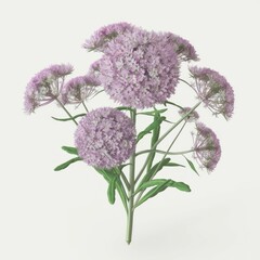 a angelica flower isolated on white background